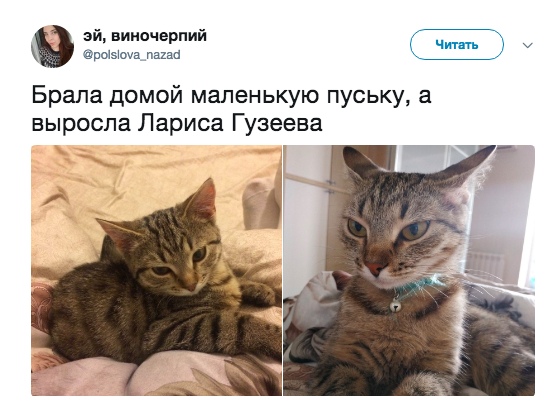 Специфический юмор