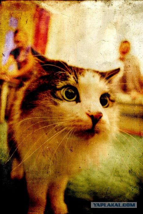 Котовторник в ЯПонии (58 фот)