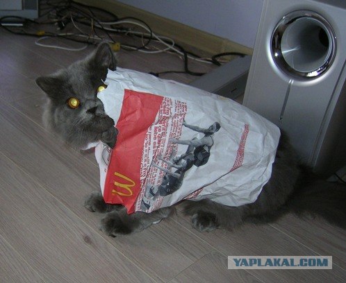 Котовторник ужасов (36 фот)