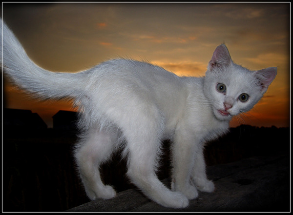 Десантный котовторник