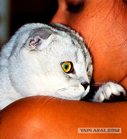 Котовторник! 13.03.2012