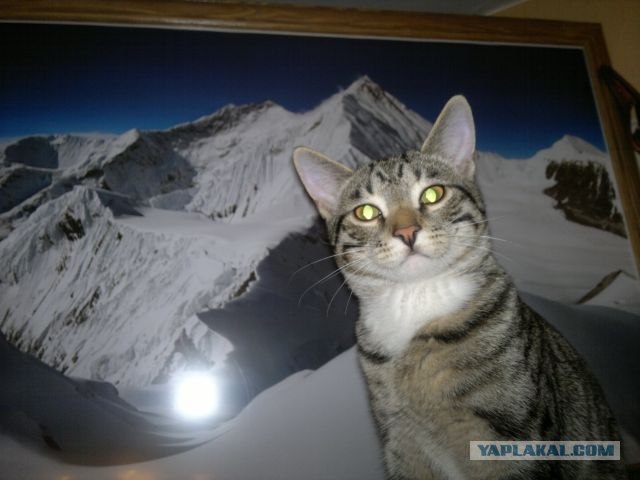 Котовторник 22.05.2012