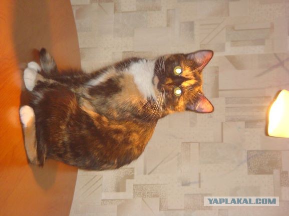 Коты, которые нас порадовали!