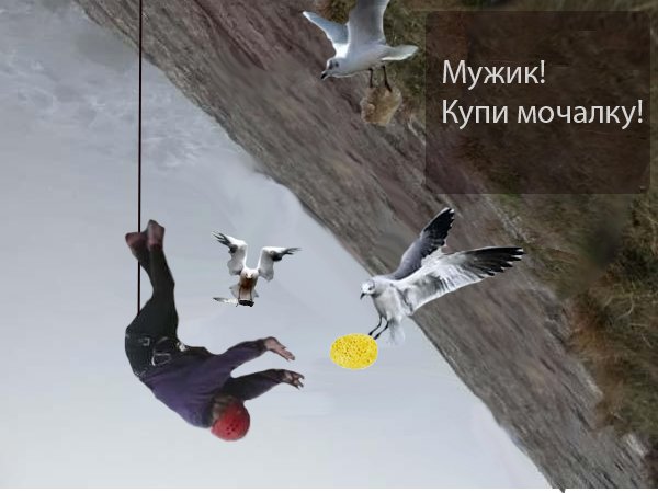 Чайки атакуют!