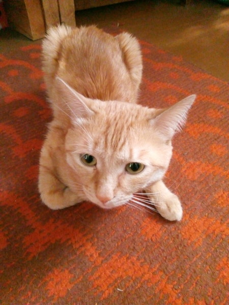 Вот и мы теперь кошкорабы