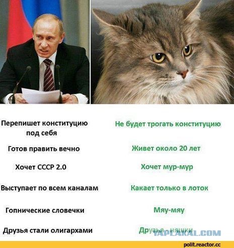 "Уволенный" из магазина в Зеленоградске кот Сергей получит новую должность