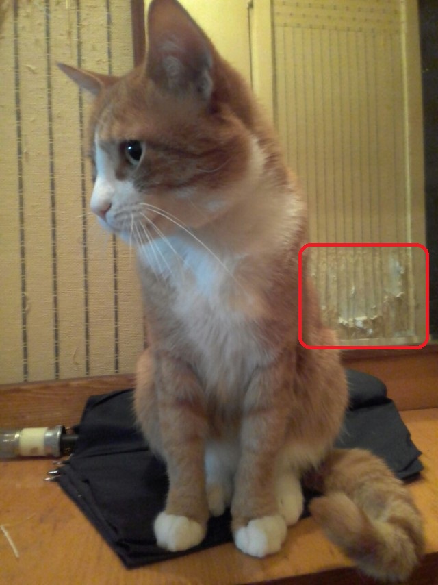 Вчера кота помыл