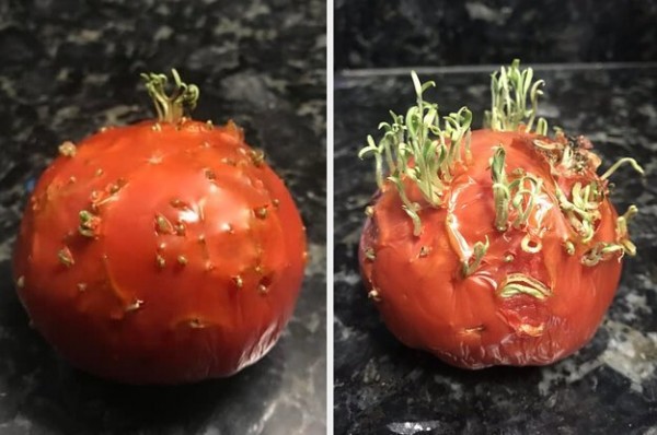 Живородящие растения