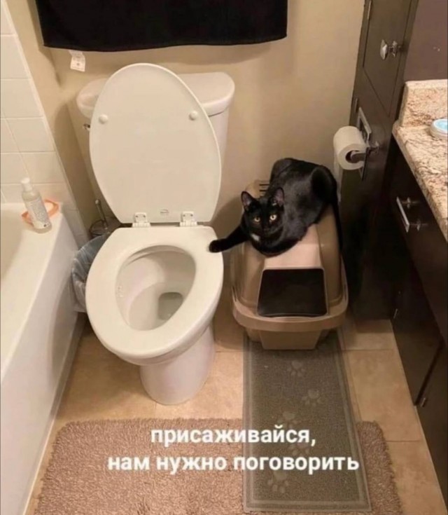 К котовторнику: подборка картинок-баянов с котиками и про котиков. Выпуск 17