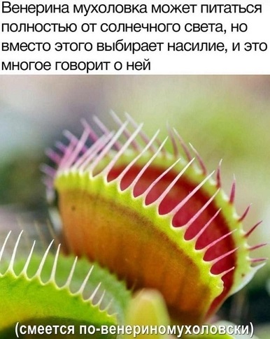 Папа, а кто такой диктатор?