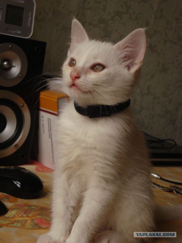 Котовторник   17.12.2013