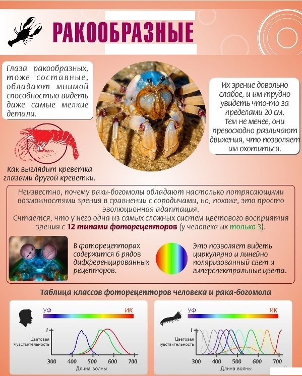 Удивительные факты о зрении у животных