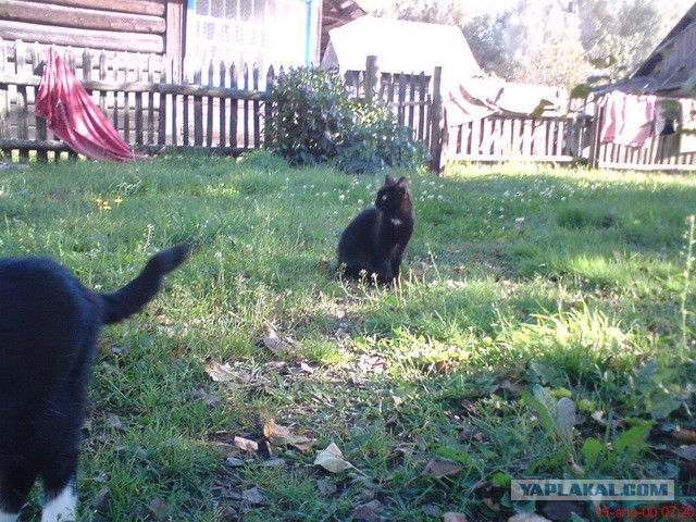 Котовторник 25.02.2014