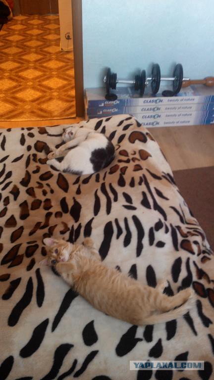 Знакомьтесь - это Персик!