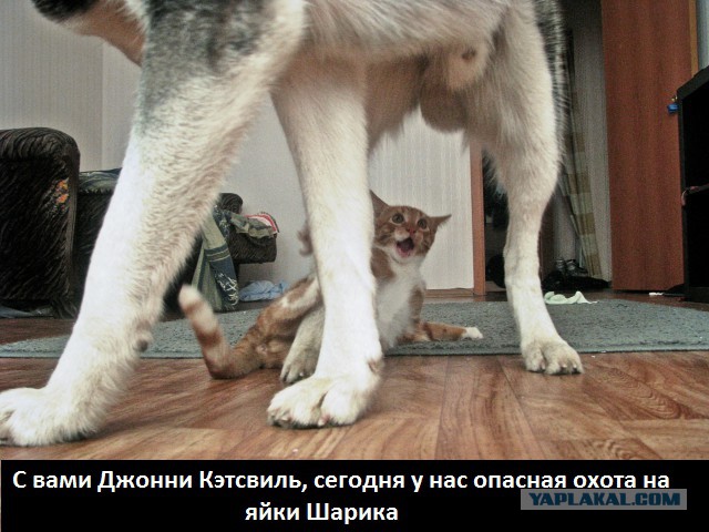 Кот думал что он хозяин в доме
