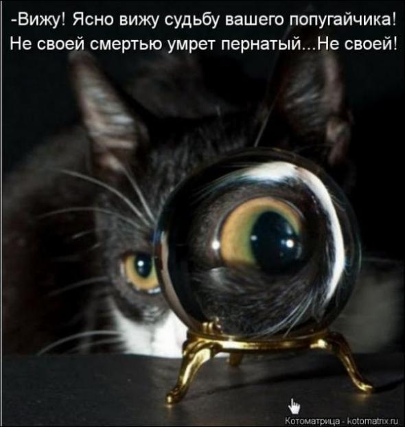 Споры о еде