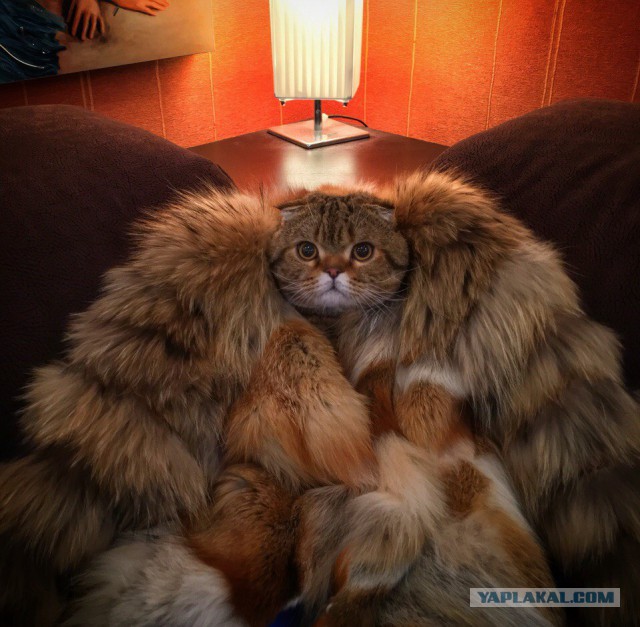 Если вы будете когда-нибудь в Швеции