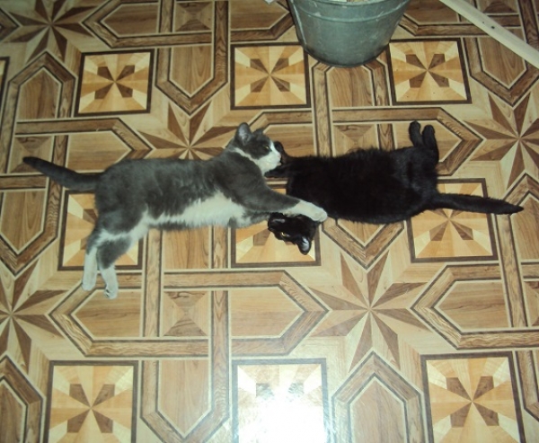 Котовторник  01.03.2016