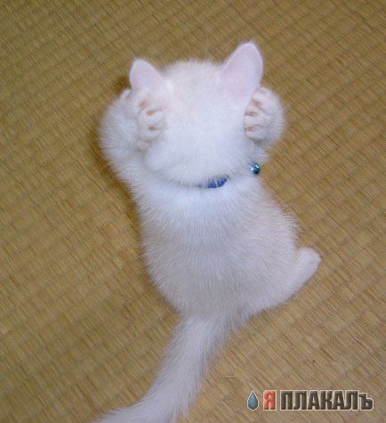 Коты Среды
