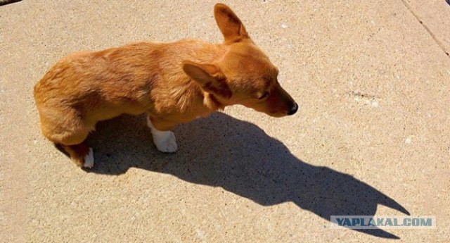 Смешные картинки с надписями