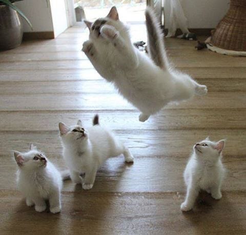 Коты из сети