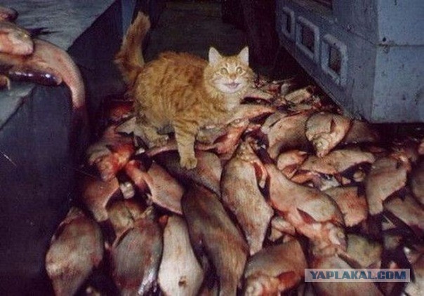 Когда жизнь удалась