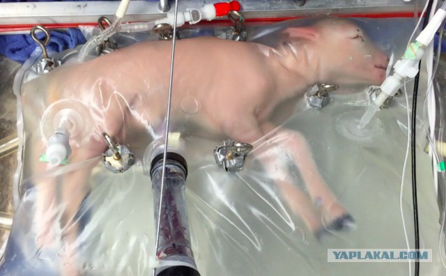Ученые успешно вырастили эмбрион ягненка в искусственной утробе