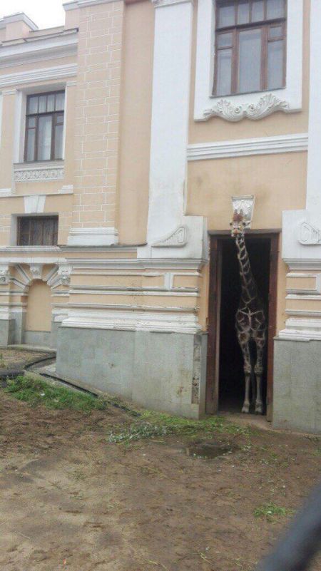 Подборка забавных животных