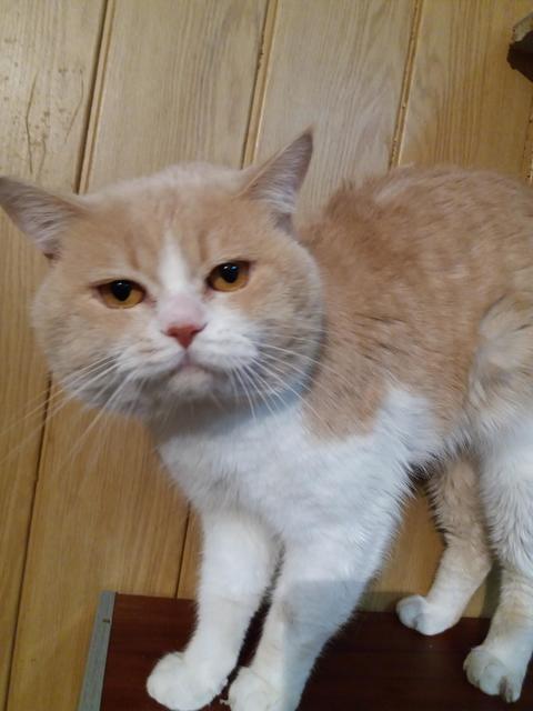 Коты и Кошки