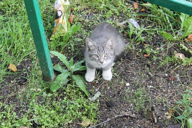 Коты и Кошки