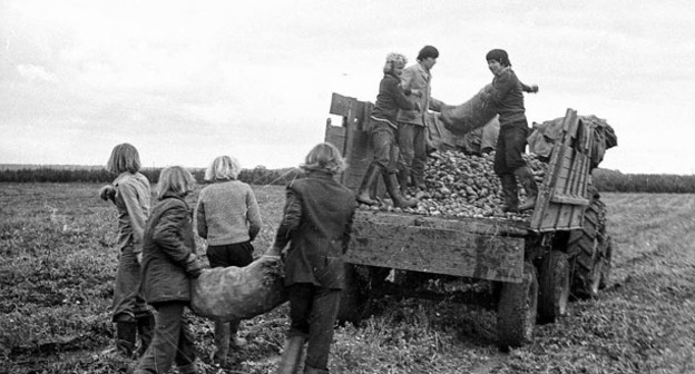 «На картошке». 21 ностальгическая картинка.