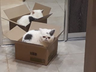 Котовторник 20.03.2018