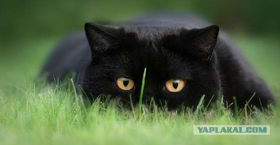 Котовторник на ЯПлакалъ (03.06), котята (31 шт)
