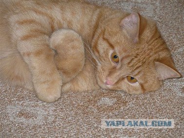 Котовторник на ЯПлакалъ! От числа 09.09.08