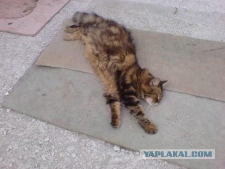 Котовторник на ЯПлакалъ