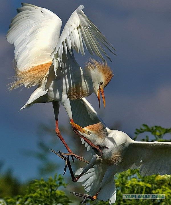 Великолепные моменты из мира животных(59 фоток)