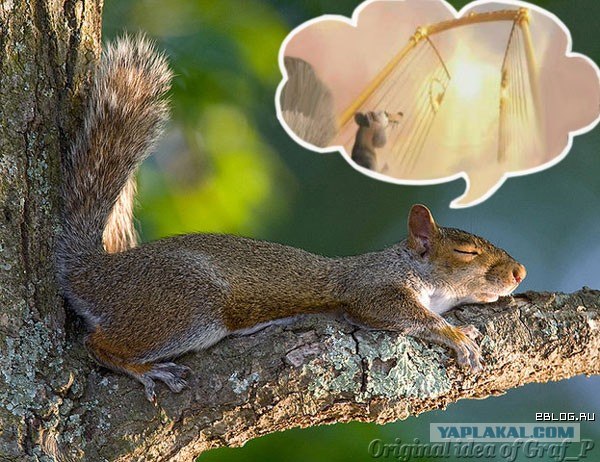 Белки