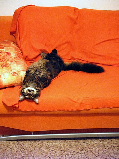 Котовторник, 19 октября