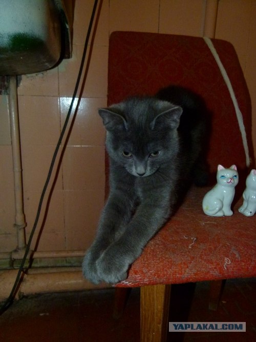 Котовторник