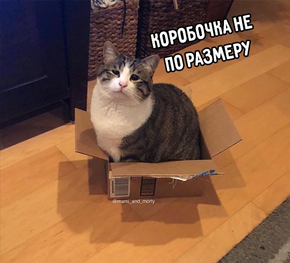 Прикольных котов пост