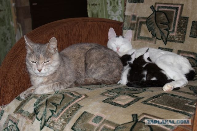 Котовторник 07.08.2012