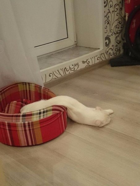 Немного милоты