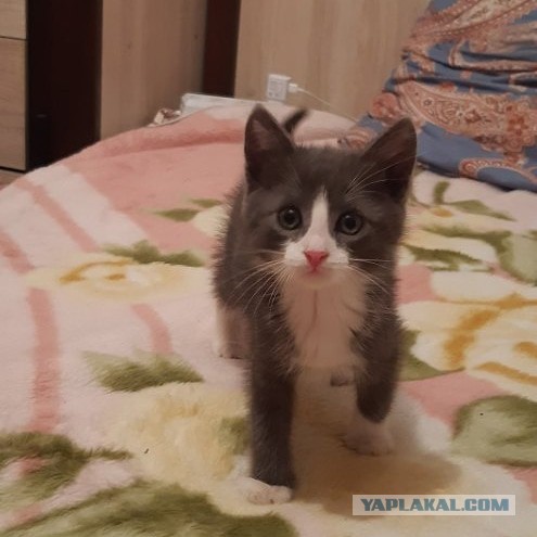 Котики. Было - стало