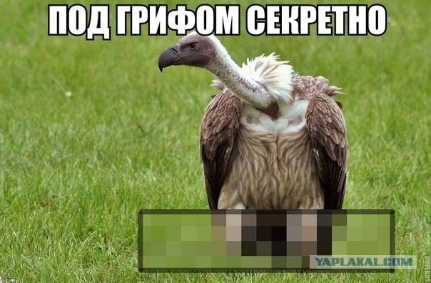 Израильские орнитологи при поддержке спецназа ЦАХАЛа вырастили грифа с помощью мультикоптера