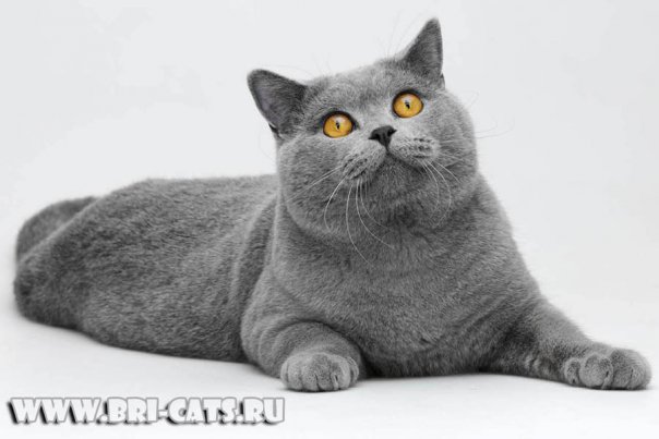 Корниш-рексы, забавные коты с инопланетной внешностью