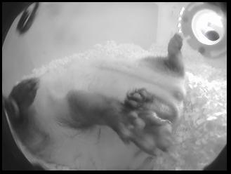 Наблюдаем за Хорьком (web Cam)