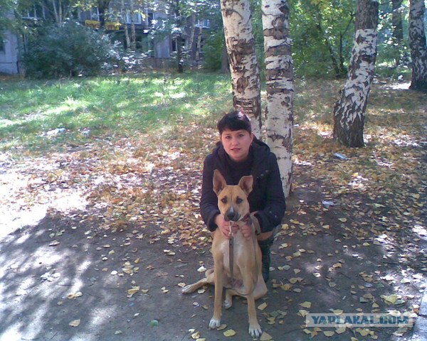 Бойцовская собака без намордника в фотосалоне