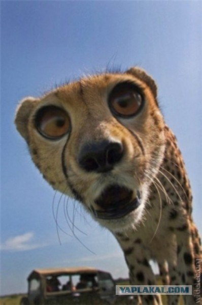 Камеди клаб - копите деньги!