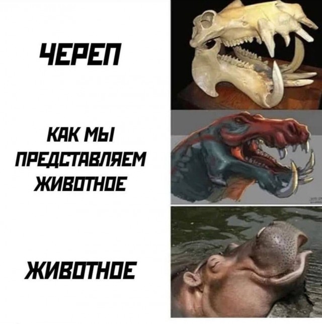 Диплокаулюс: Огромная амфибия с треугольной головой. Зачем ей нужна была такая рогатина?
