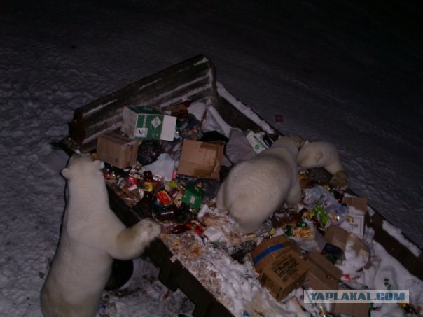 Жизнь на Новой земле.